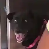 Excited dog